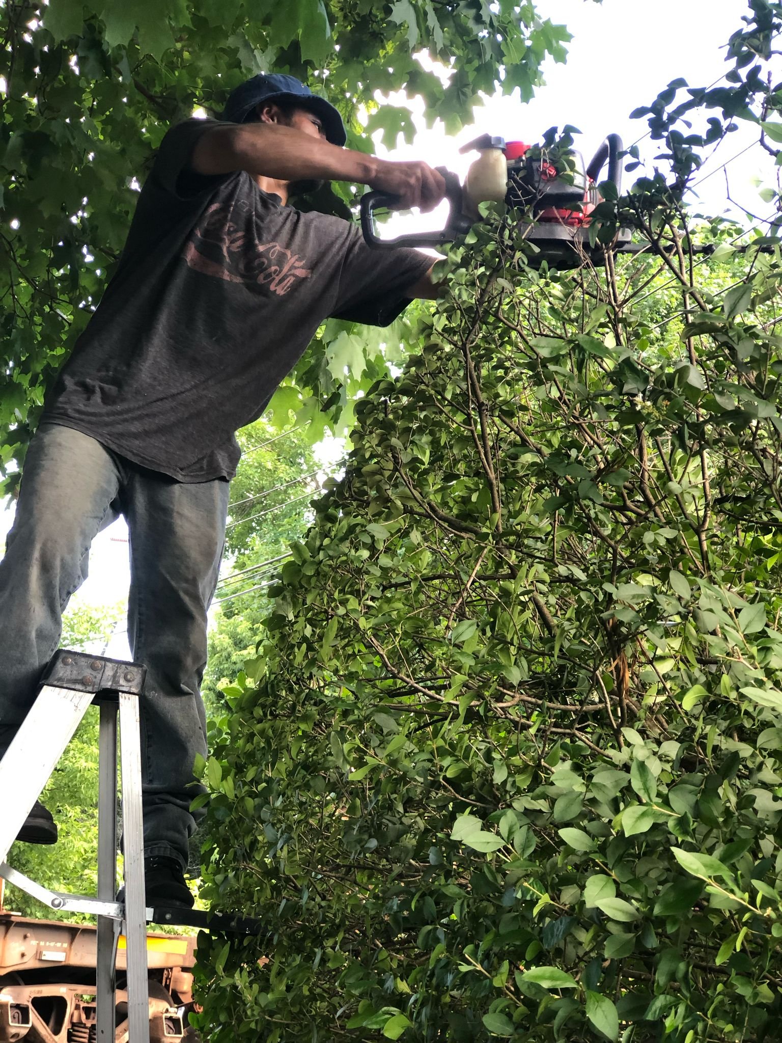 Technician standing on a ladder using a gas-powered hedge trimmer to shape a tall leafy hedge