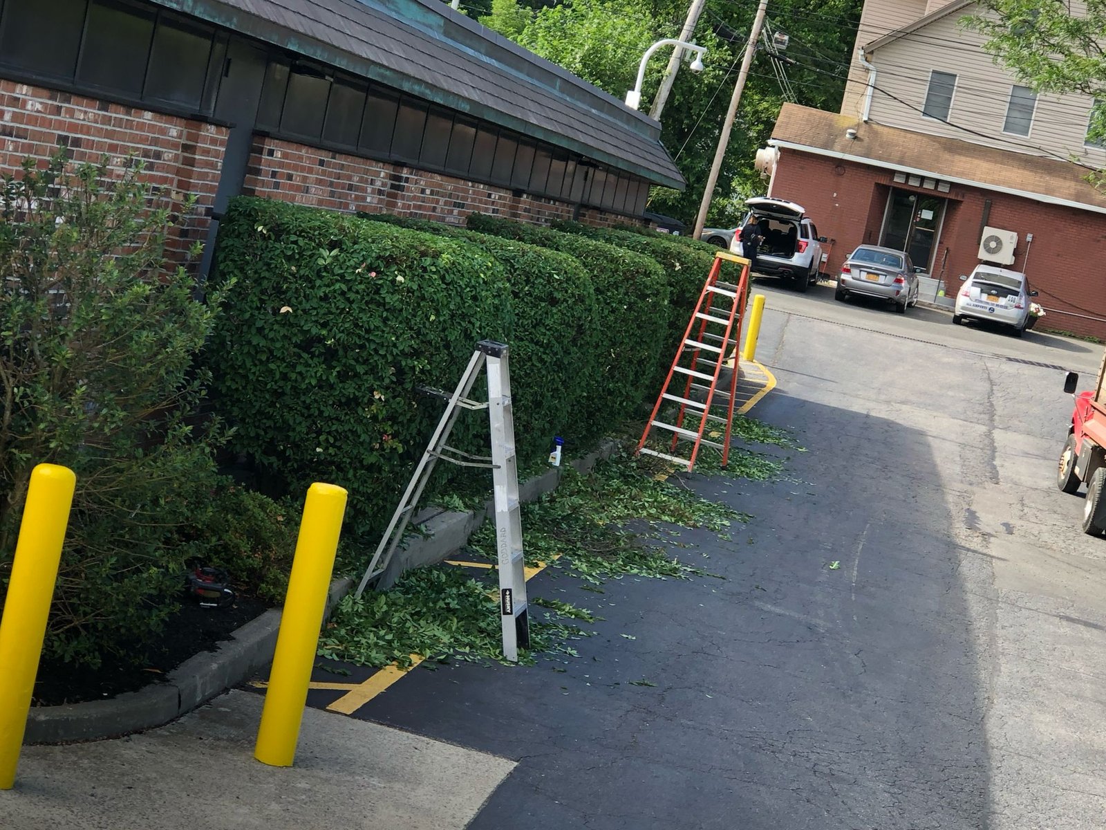 Long privet hedge halfway through trimming with ladders in place and leaf clippings covering adjacent parking lot