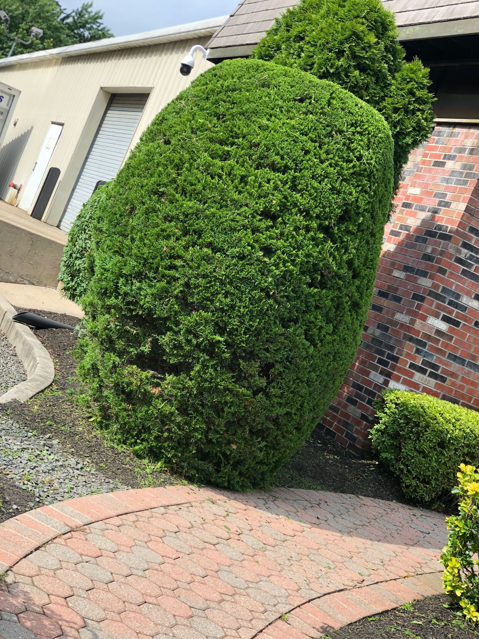 Tall conical evergreen hedge sculpted into a smooth column beside the main walkway