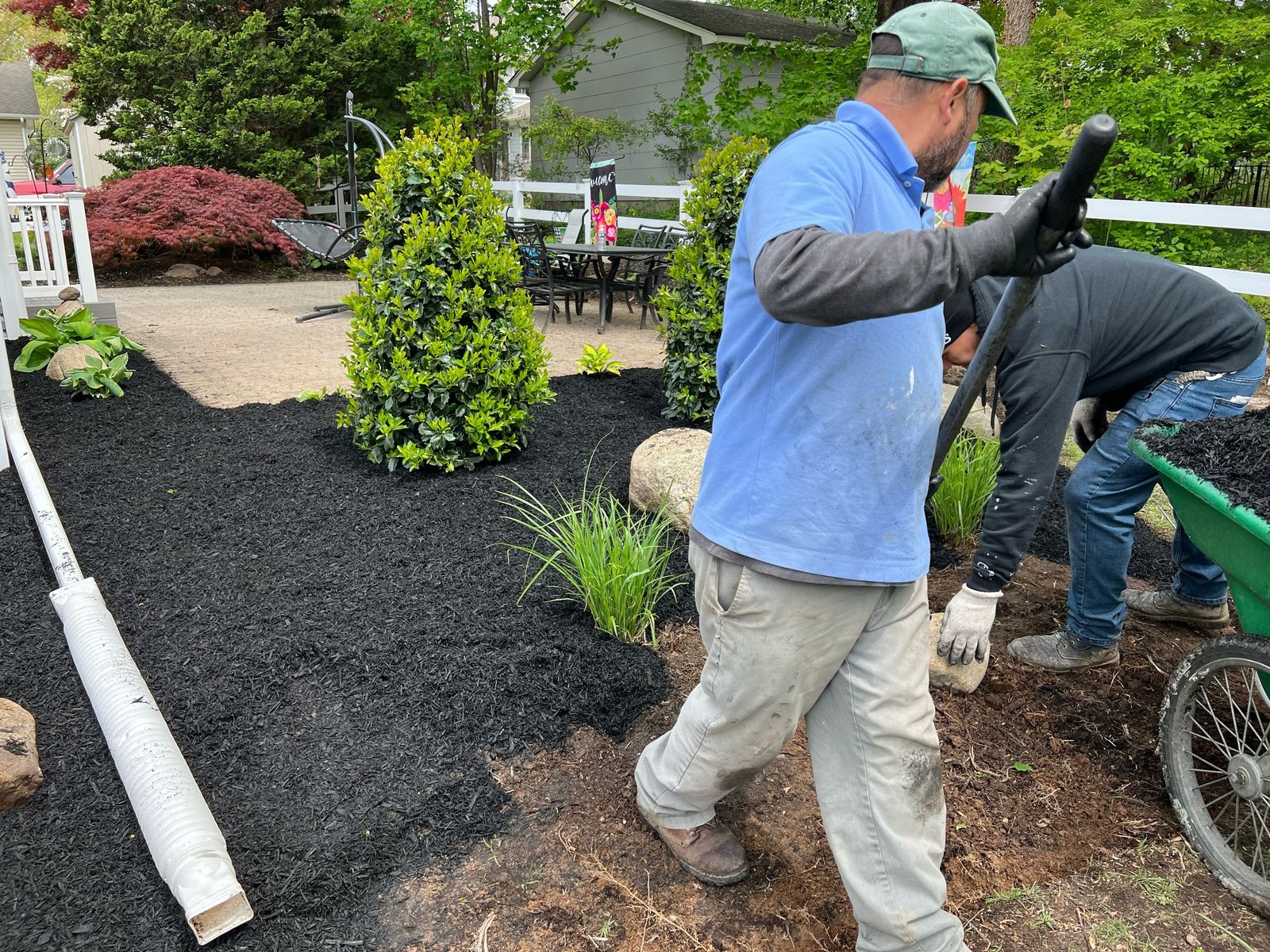 Landscape crew spreading black mulch around patio evergreens.