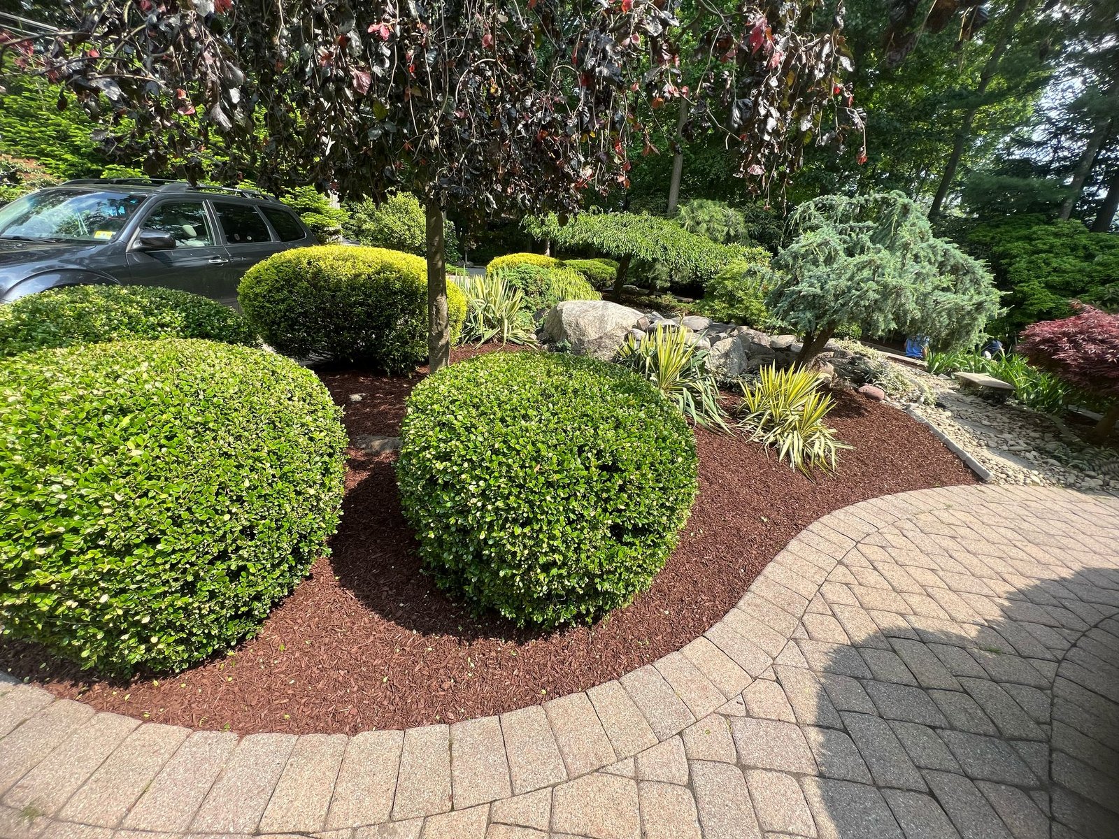Formal front island bed bordered by pavers and topped with burgundy brown mulch.