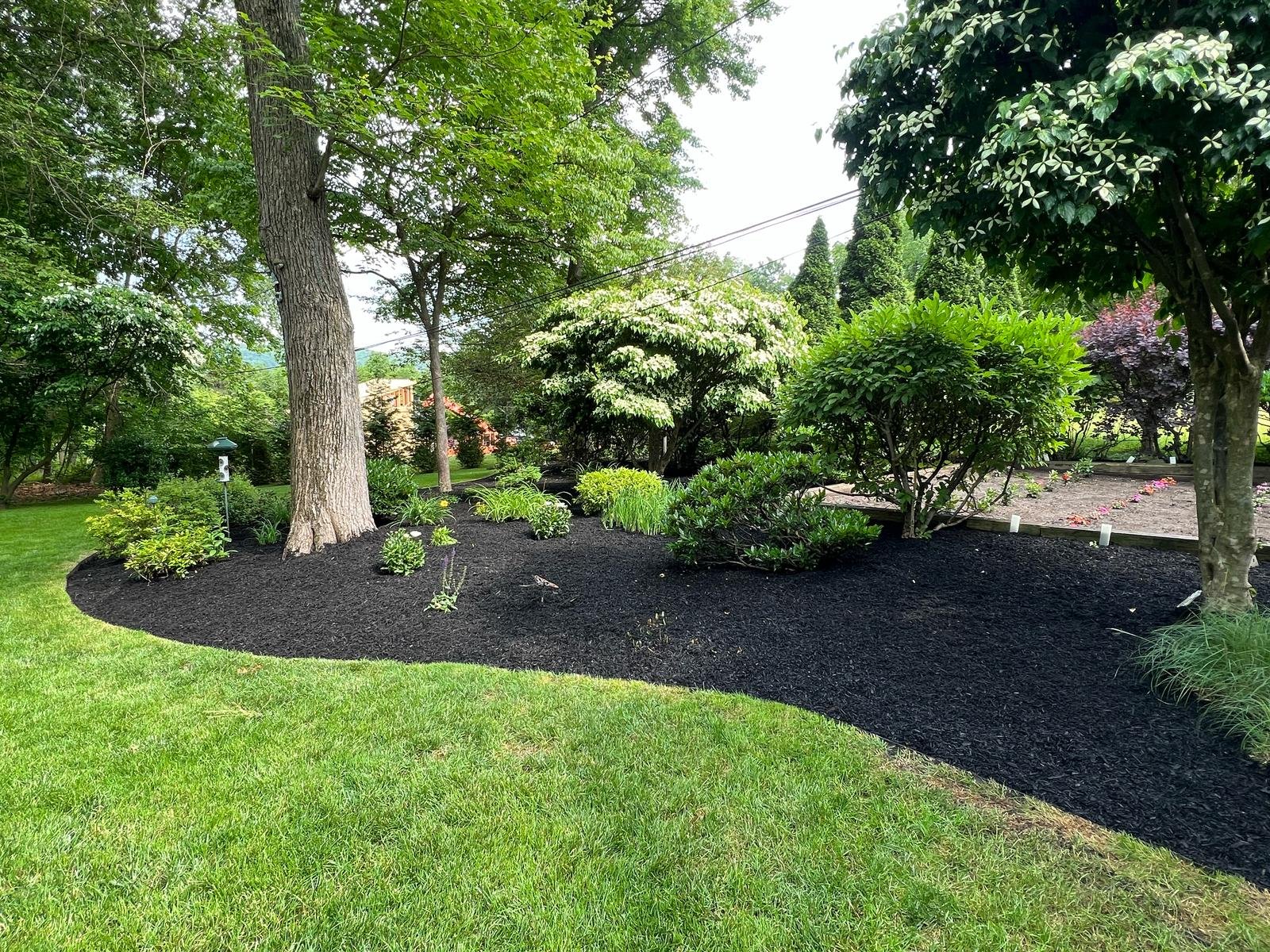 Wide curved woodland bed under mature oak tree finished with premium black mulch.