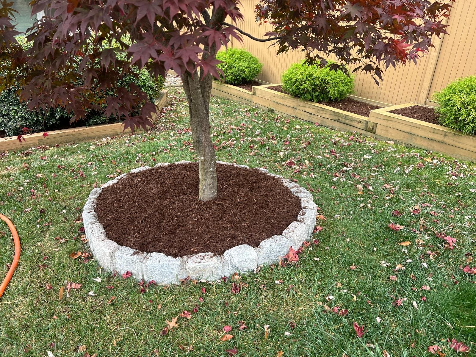 Granite cobble tree ring filled with chocolate brown hardwood mulch around a Japanese maple.