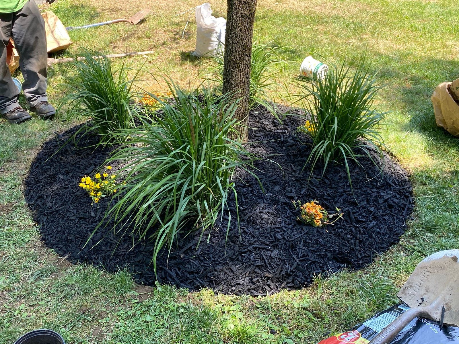 Black mulch tree ring planted with dwarf daylilies and liriope under shady lawn.