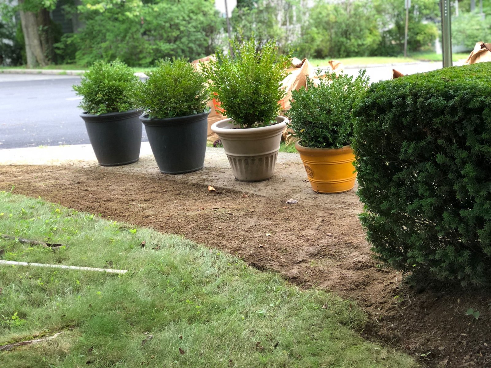 Four potted shrubs staged on bare soil before bed creation.