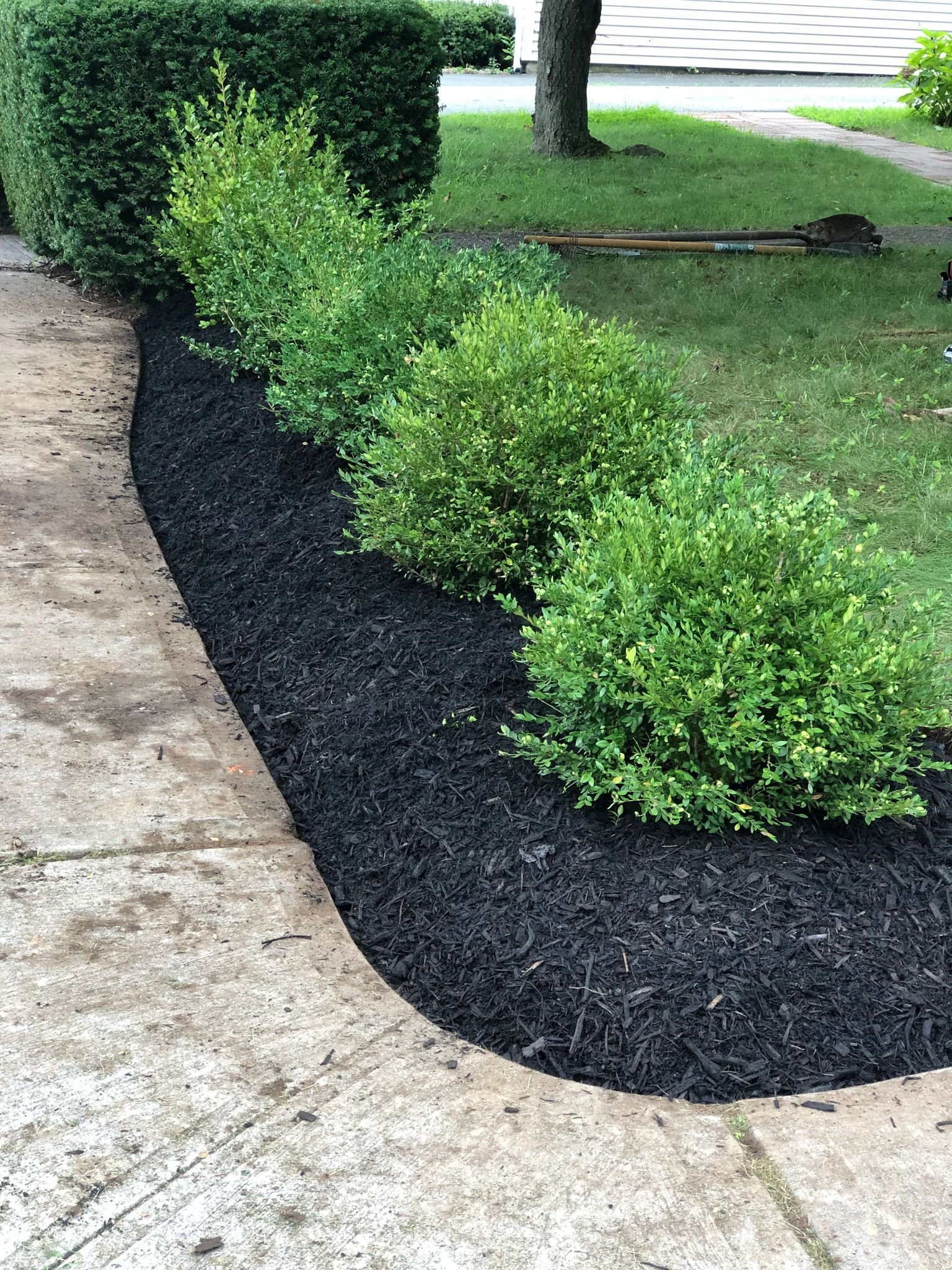 Completed sidewalk boxwood bed edged in black mulch.